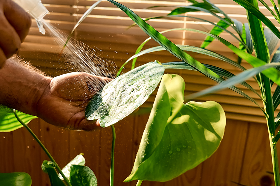 How Much Water Does a Monstera Need