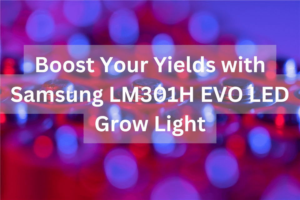 Boost Your Yields with Samsung LM301H EVO LED Grow Light