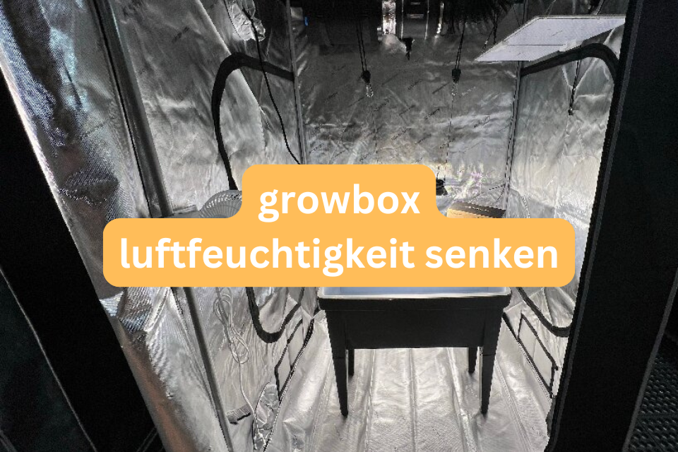 growbox luftfeuchtigkeit senken