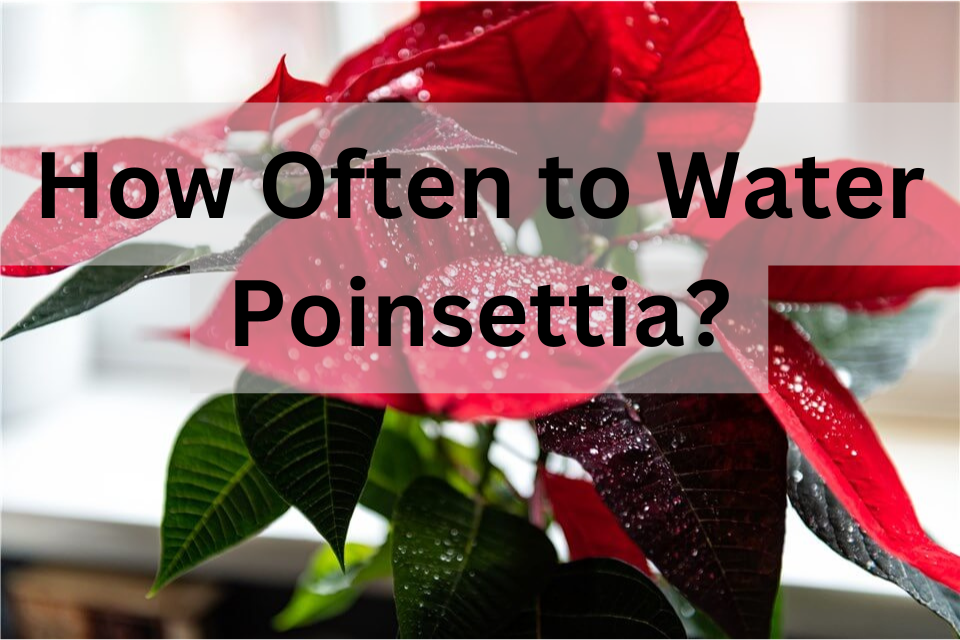 How Often Should You Water a Poinsettia?