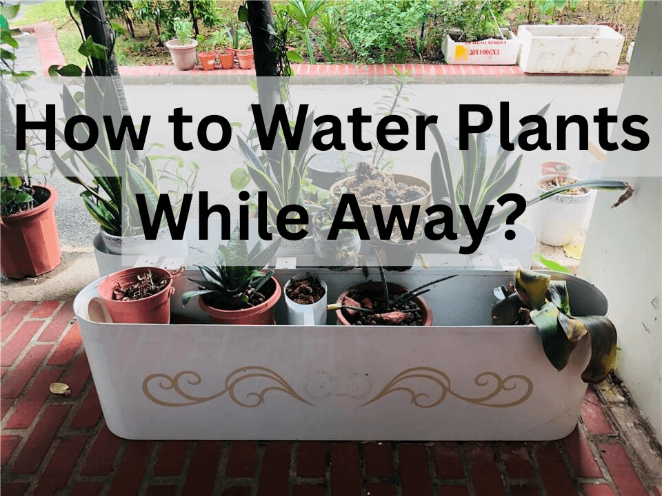 How to Water Plants While Away?