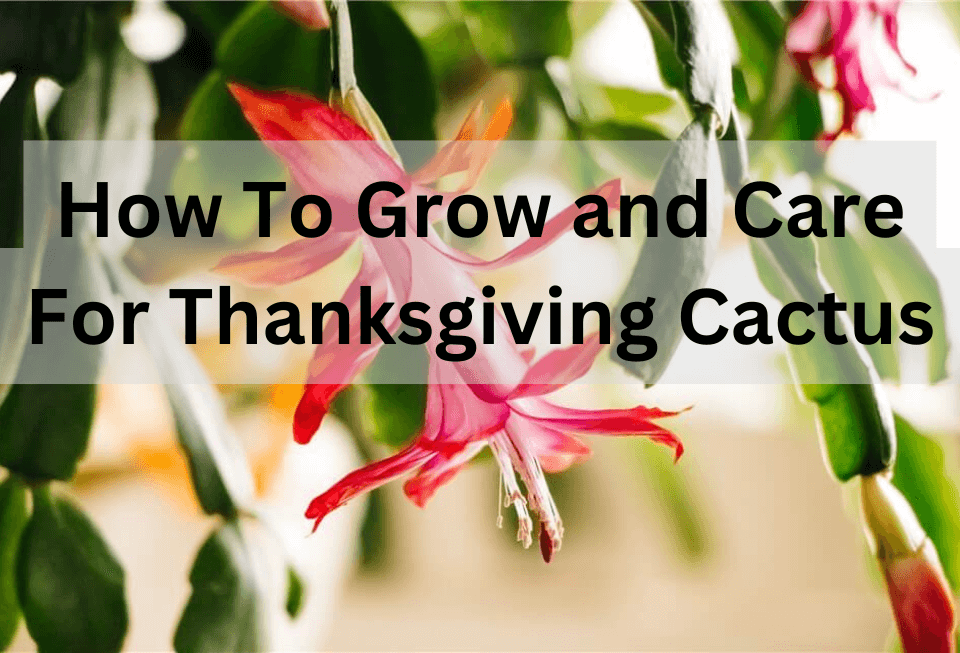 Grow and Care For Thanksgiving Cactus