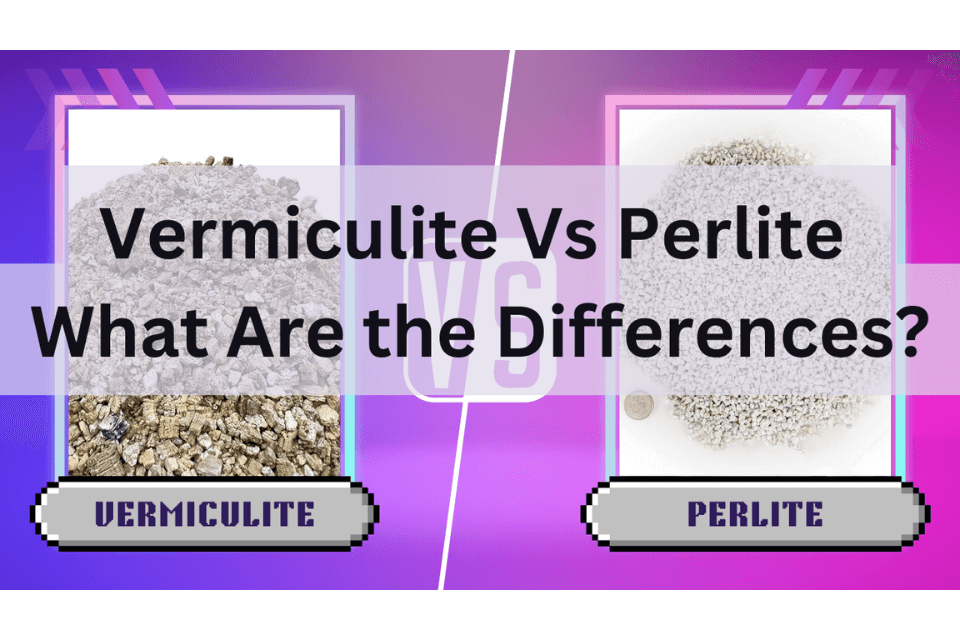 Vermiculite Vs Perlite