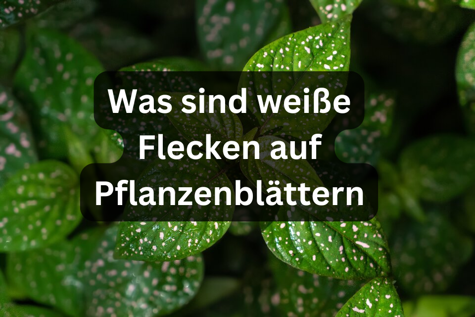 Was sind weiße Flecken auf Pflanzenblättern