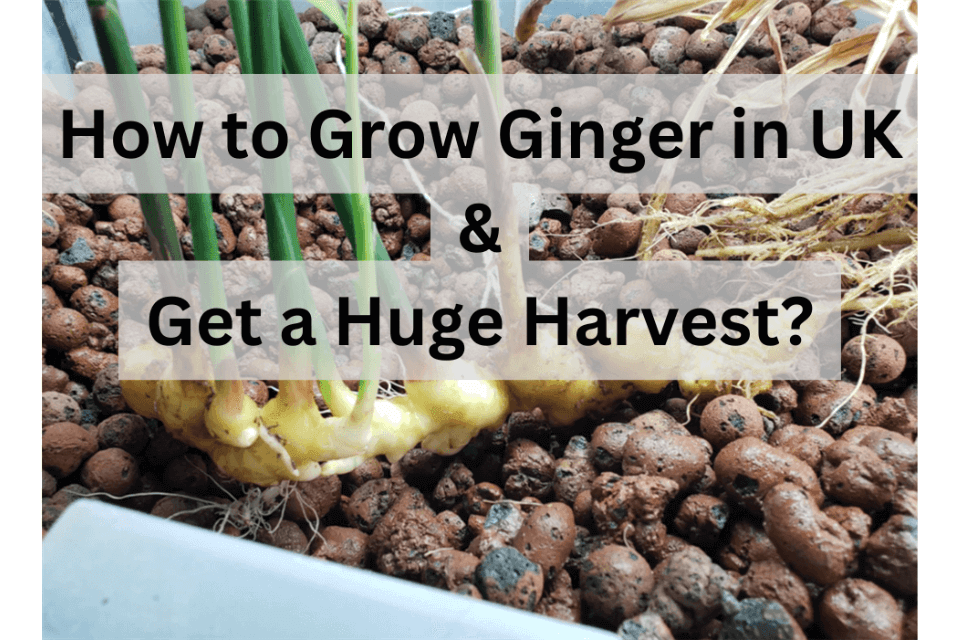 How to Grow Ginger in UK and Get a Huge Harvest?