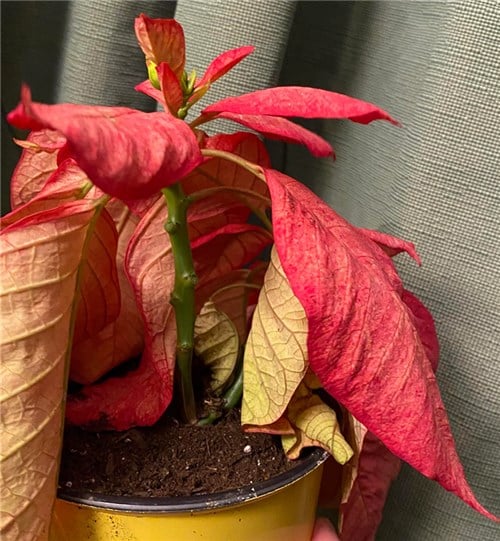 Reduced Flowering and Fruiting