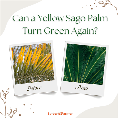 Can a Yellow Sago Palm Turn Green Again?