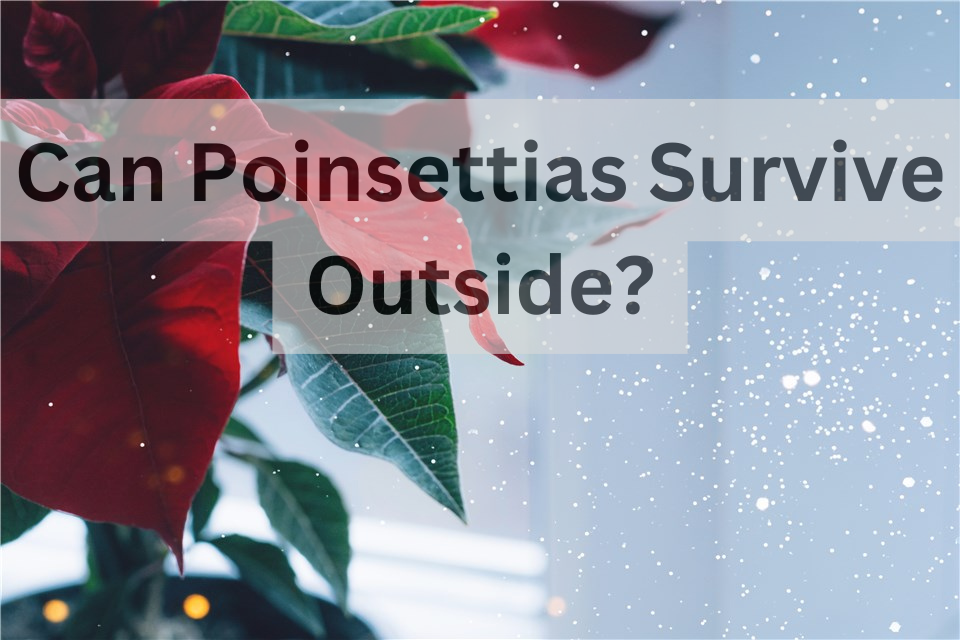 Can Poinsettias be Outside