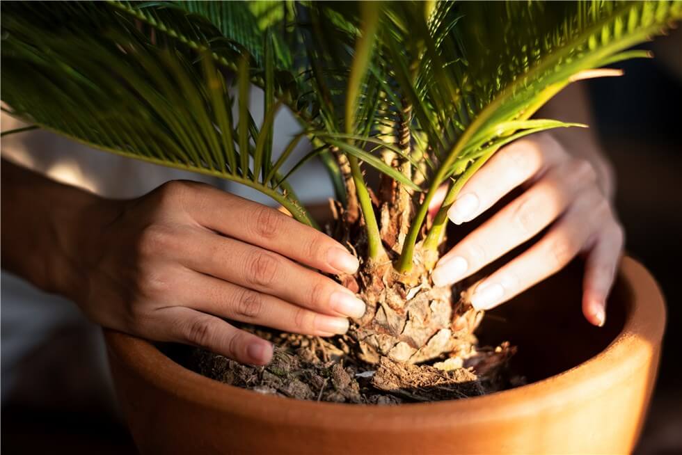 Light Stress of Sago Palm Yellow Leaves