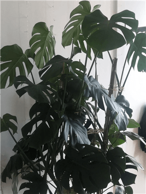 Overwatered Monstera