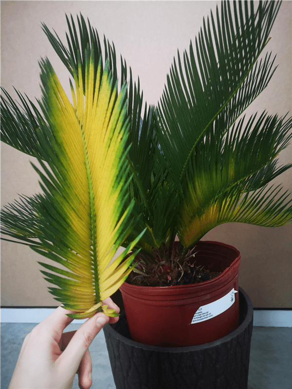 Overwatered Sago Palm