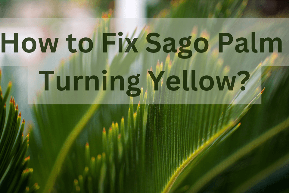 Sago Palm Turning Yellow