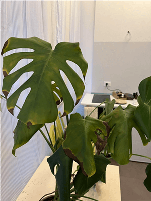 Underwatered Monstera