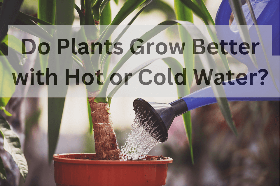 Do Plants Grow Better with Hot or Cold Water?