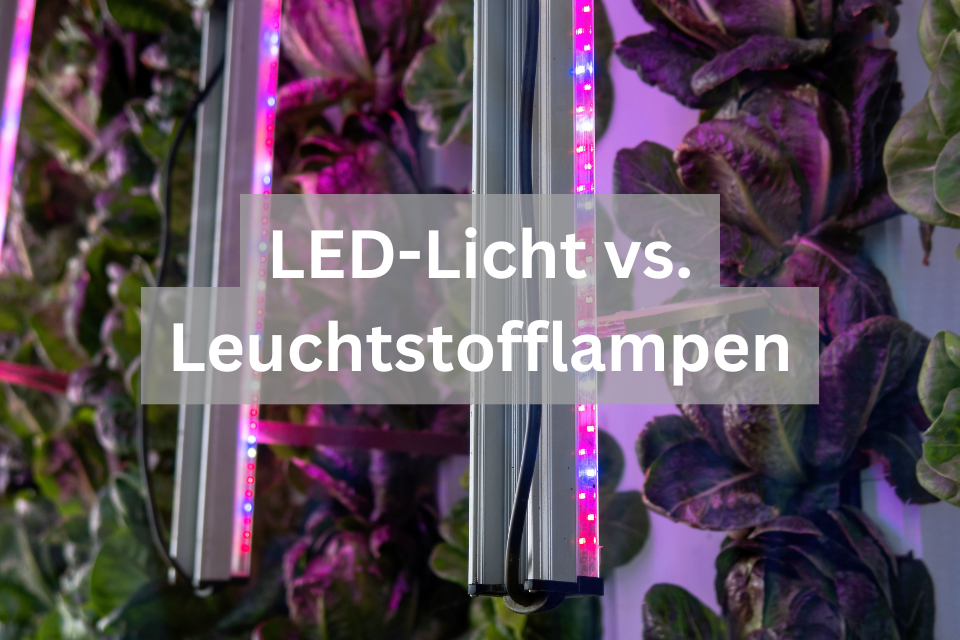 LED-Licht vs. Leuchtstofflampen