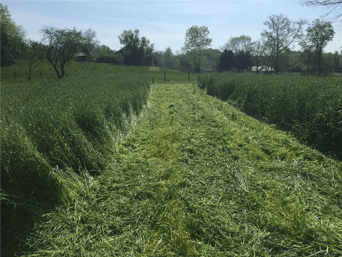 Best Soil to Use in a Garden During Winter - Cover Crops