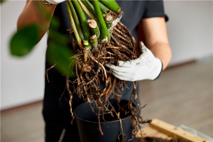 Remove the Plant from its Pot