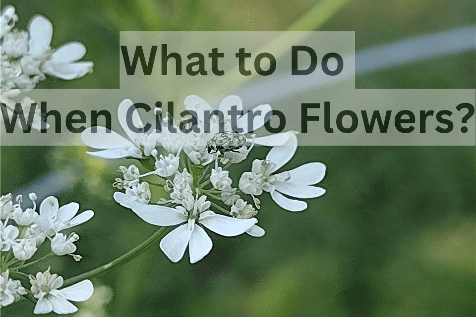 Cilantro Flowering