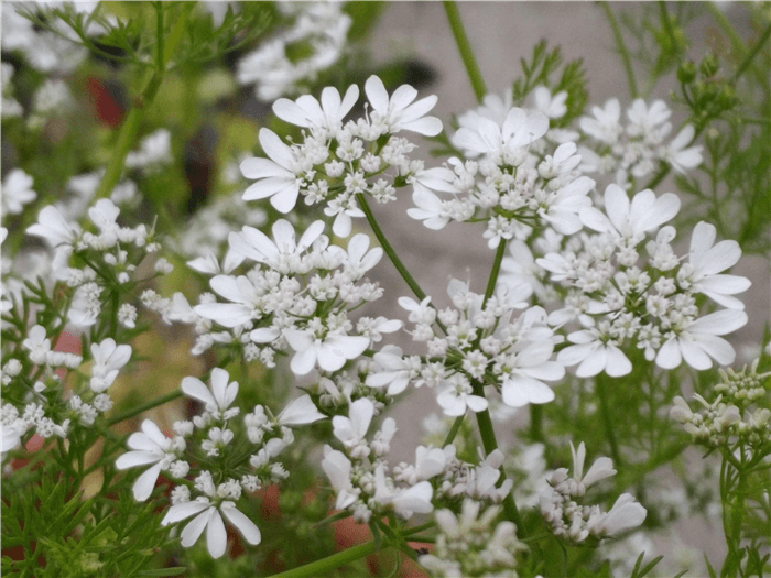 Cilantro Flowering Stages