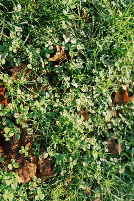 Crops to Plant in Winter - Clover