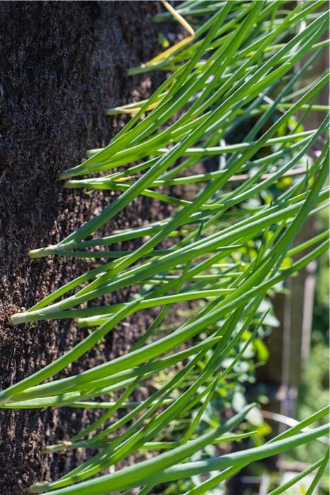 Crops to Plant in Winter - Scallions