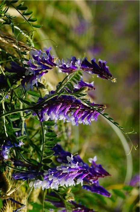 Crops to Plant in Winter - Vetch