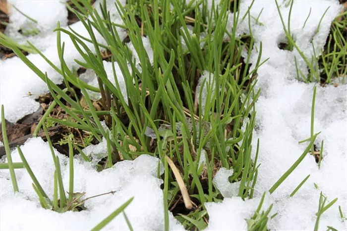 Herbs to Plant in Winter - Chives