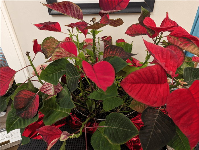 Can a Wilted Poinsettia be Saved?