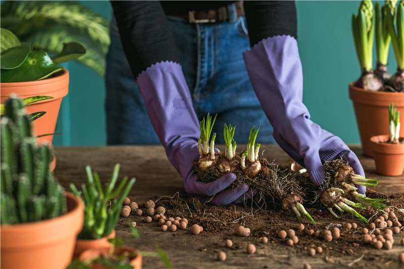 Is Root Bound Bad for Plants?