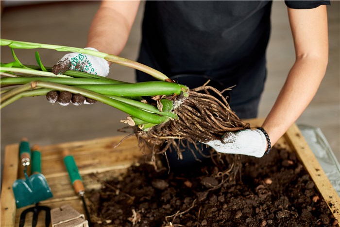 Loosen Roots When Repotting