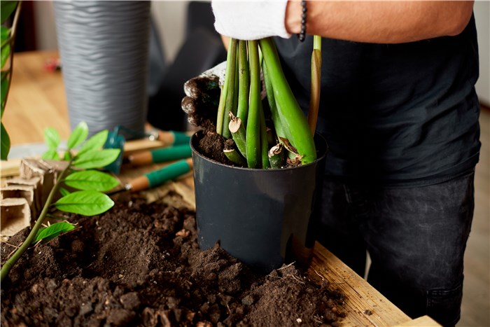 Repot Root-bound Plants