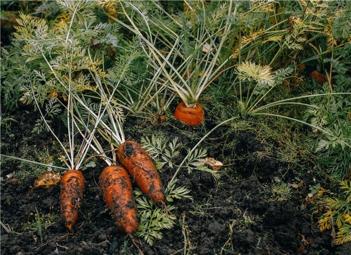 Vegetables to Plant in Winter - Carrots