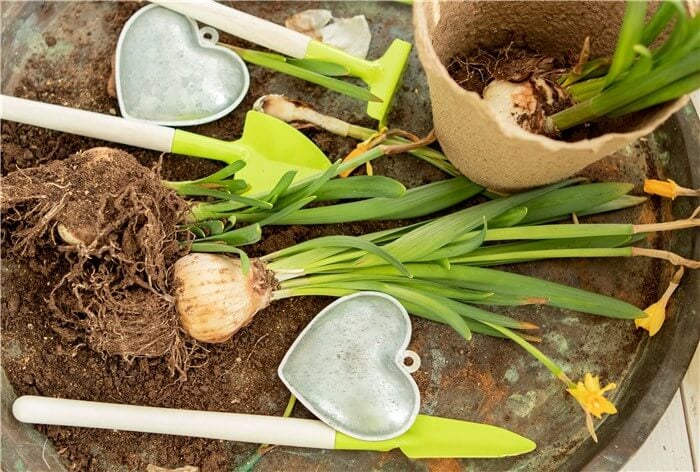 Vegetables to Plant in Winter - Garlic