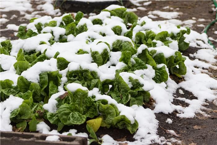 Vegetables to Plant in Winter - Lettuce