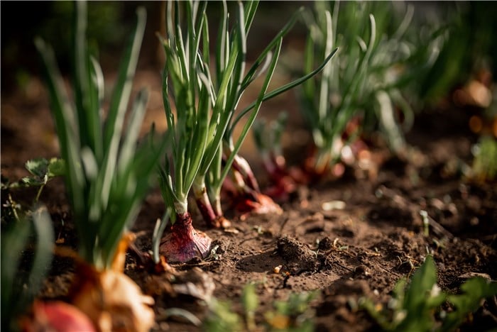 Vegetables to Plant in Winter - Onions