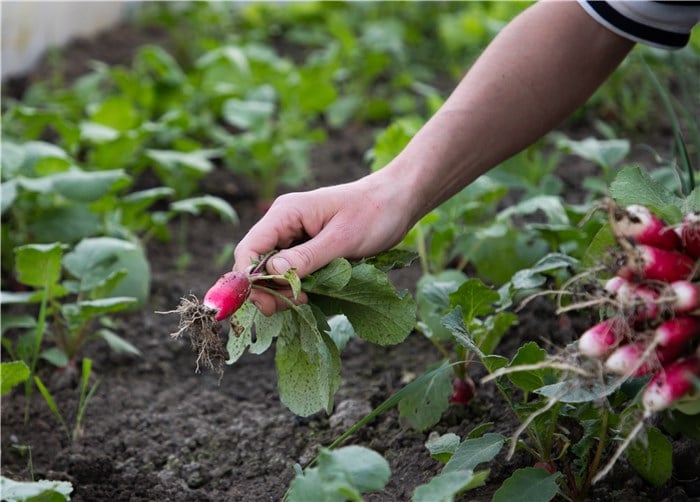 Vegetables to Plant in Winter - Radishes