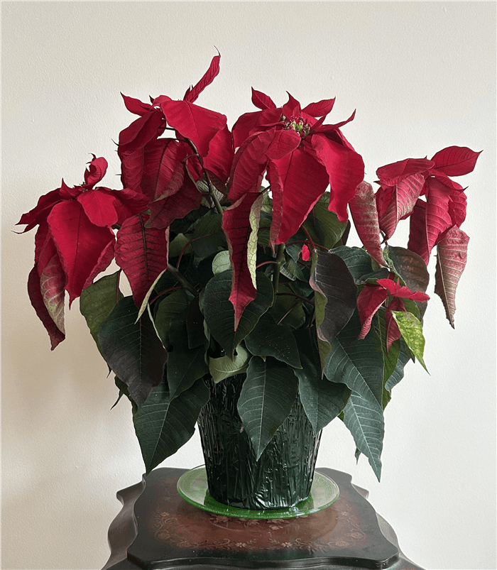 What Does an Overwatered Poinsettia Look Like