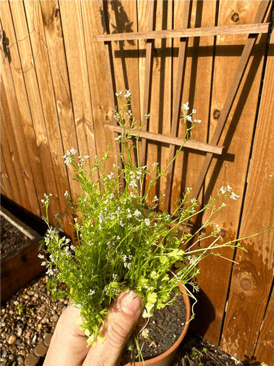 What Does Cilantro Bolting Look Like?