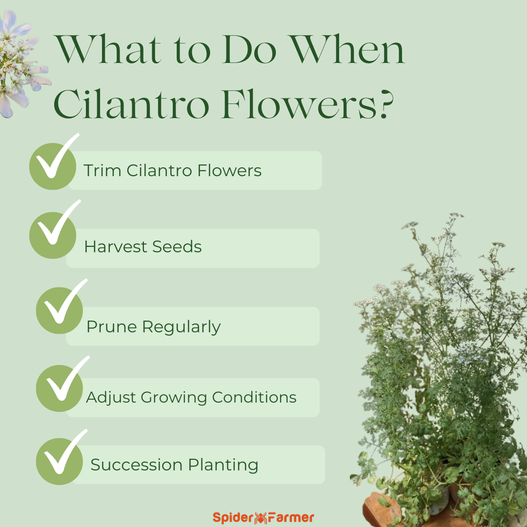 What to Do When Cilantro Flowers?