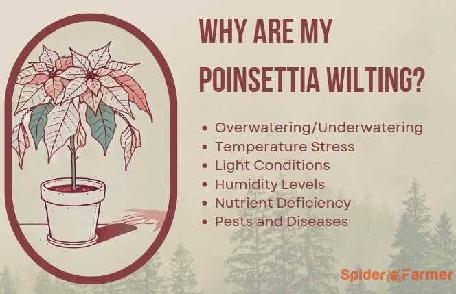 Why Are My Poinsettia Wilting?