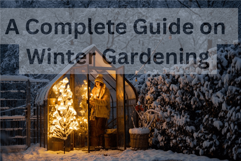 Winter Gardening