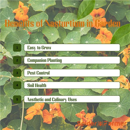 What Are the Benefits of Nasturtium in Garden?