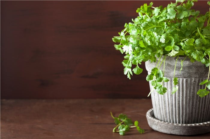 Can You Plant Cilantro at Home?