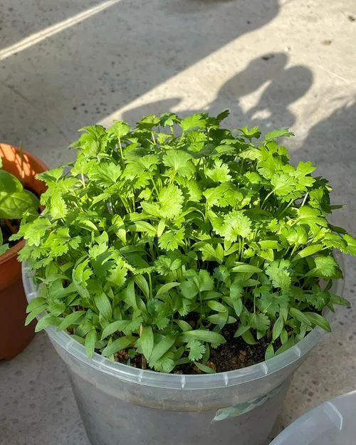 cilantro container size