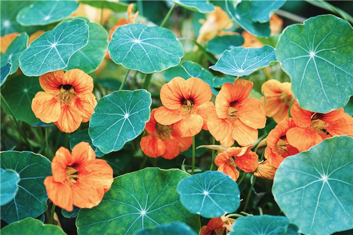 Do Nasturtiums like to be Crowded?