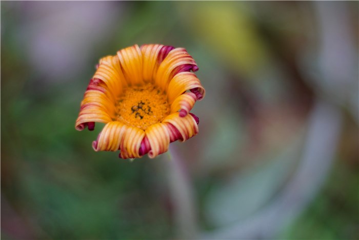 Flowers to Plant in February - Calendula