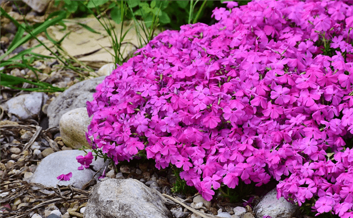 Flowers to Plant in February - Creeping Phlox