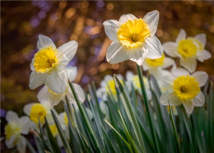 Flowers to Plant in February - Daffodils