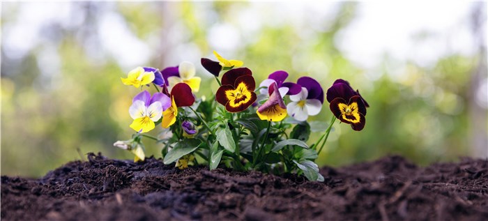 Flowers to Plant in February - Pansies