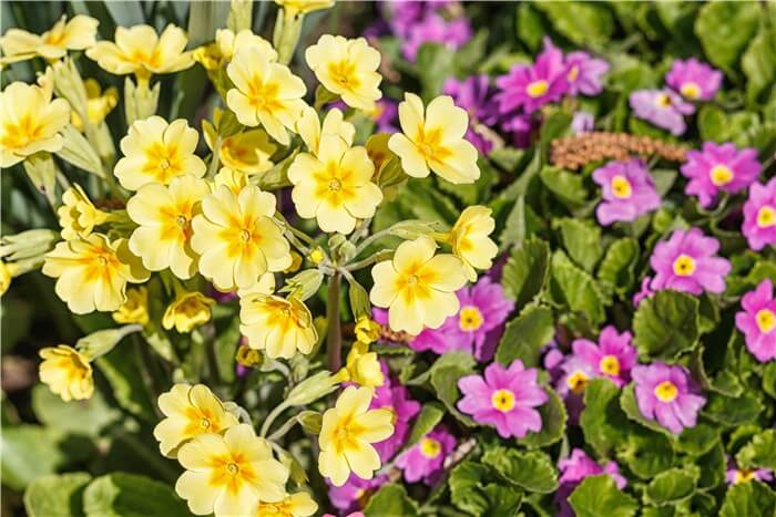 Flowers to Plant in February - Primroses